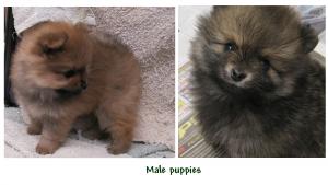 Pomeranianpups